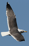 adult LBBG Dutch intergrade in September, ringed in the Netherlands. (85708 bytes)